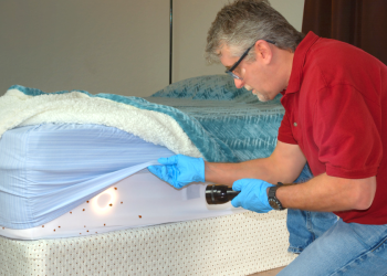 Everything You Need About Bed Bug Removal